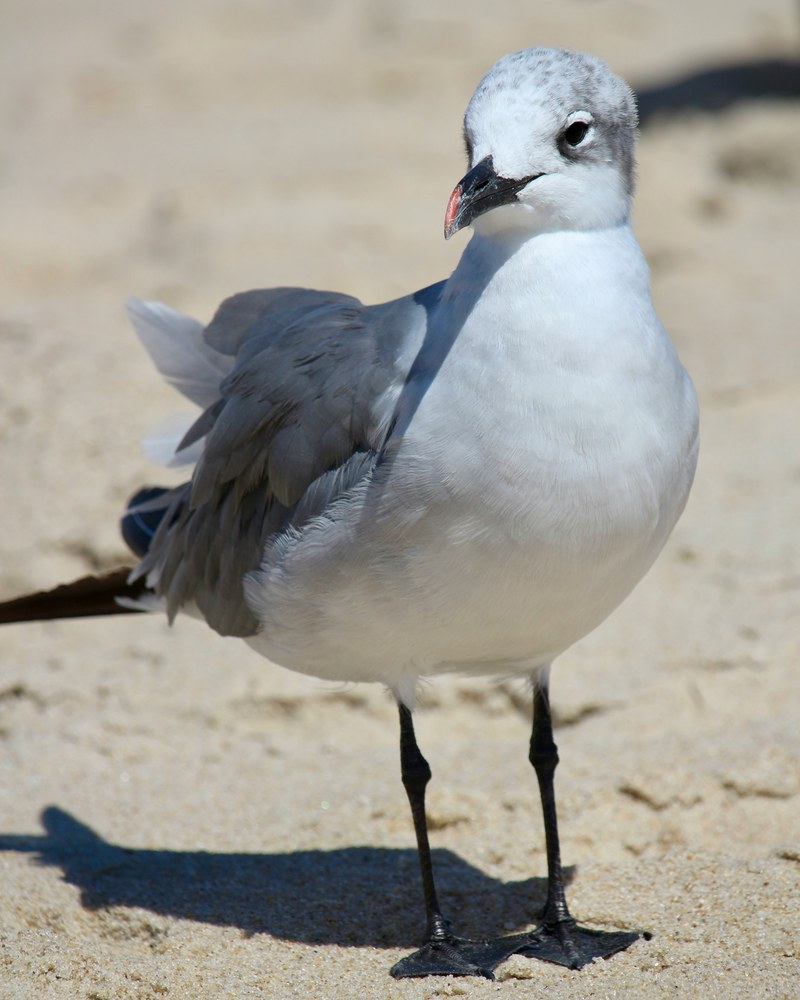 Delaware